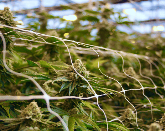 Canndoc product portfolio